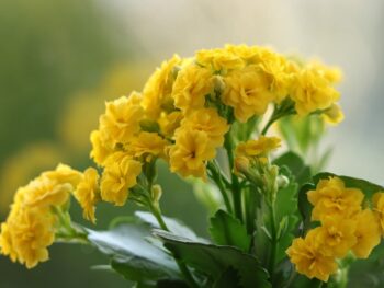 MultiversX - A Blockchain network that is scalable and efficient, with EGLD Token