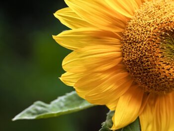 Nasdaq Delisting Notice and Hearing Request