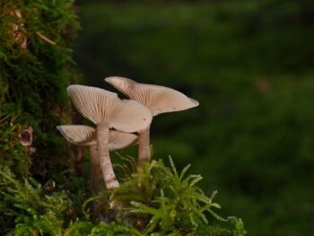 Pyaza Officially Launches: a New Global Platform for Emerging Tech Networking, Events, and B2B Collaboration