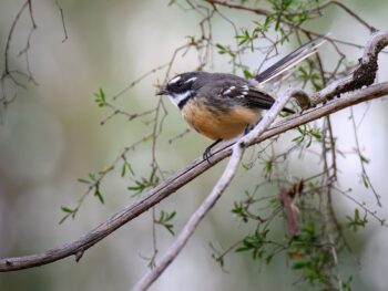 SaintQuant Launches AI-Powered Crypto Trading Bot Platform