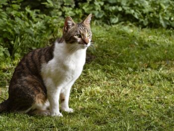 Solana's collapse when he revisits the $140 low