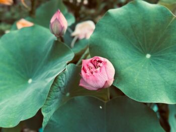 Toncoin's bullish rise threatens the $3.00 barrier