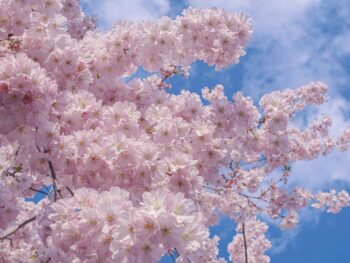 TPT Global Tech Secures European ISIN for Its $40 Million Tokenized Bond Offering Through Luxembourg-Domiciled Securitization Vehicle in Partnership with Realiz