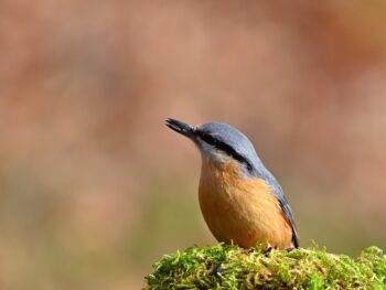 Web Marketing Association Launches Search for Best Technology Websites of 2026