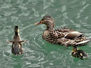 XRP continues to slide towards $2.61